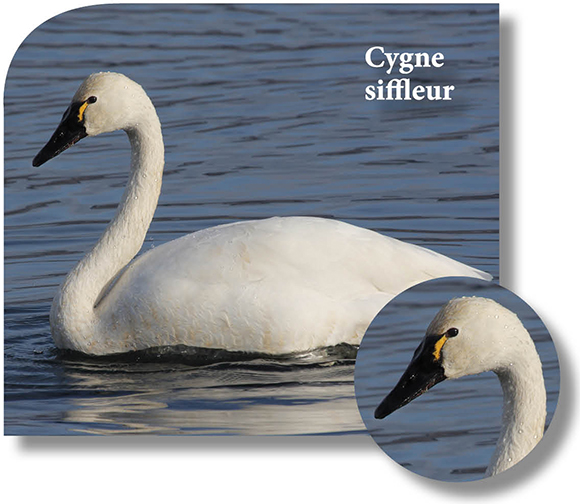 Photo de Cygne siffleur