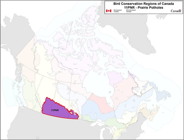 Map of the Bird Conservation Regions of Canada, with BCR 11, Prairie and Northern Region: Prairie Potholes.