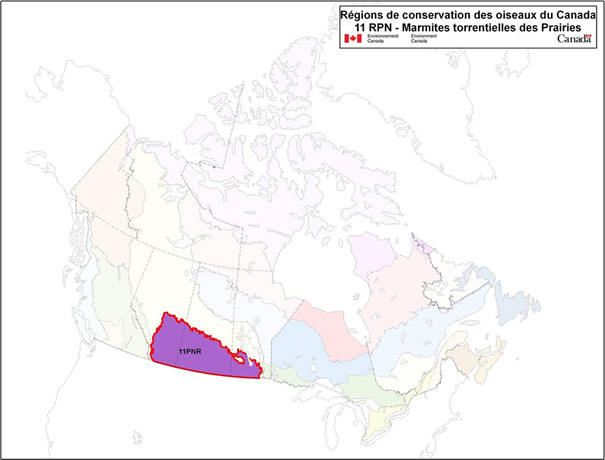 Carte des régions de conservation des oiseaux (RCO) du Canada, avec la RCO 11 de la région des Prairies et du Nord : Cuvettes des Prairies.