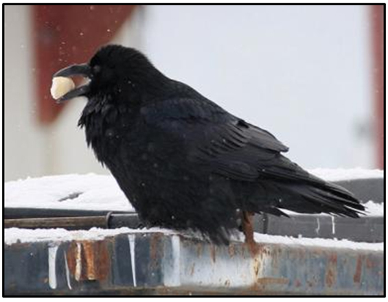 black bird (Common Raven)