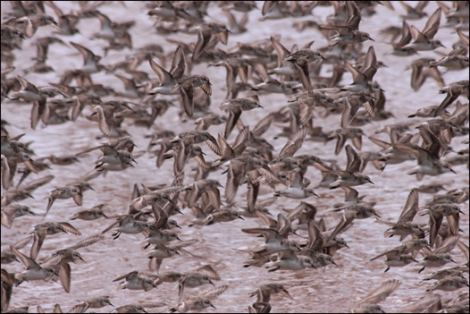 Photo: Semipalmated Sandpipers migrating through Bay of Fundy