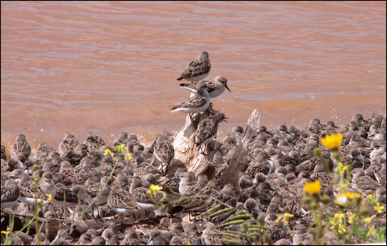 Photo: Semipalmated Sandpipers roosting at high tide