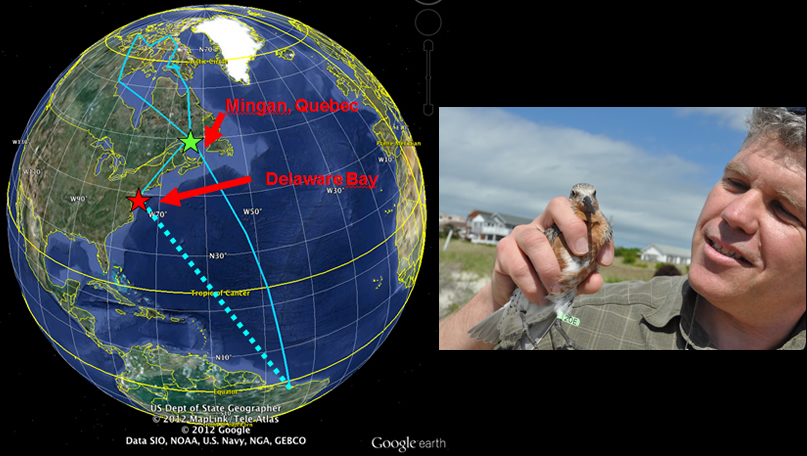 Graphic: Geolocator map of Red Knot migration; Photo: Donaldson holds a Red Knot