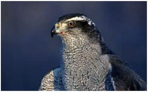 Hawk-like bird (Northern Goshawk).