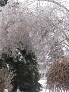 Ice covered trees.