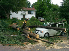 Fallen tree on car. 