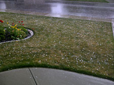 Hail on lawn. 