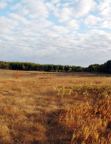 A mixed-grass prairie with forest on the horizon