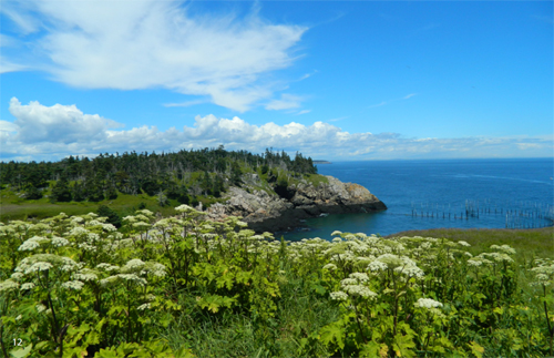 A view of a bay, with a broad blue sky, white wildflowers, and cliffs in the distance.