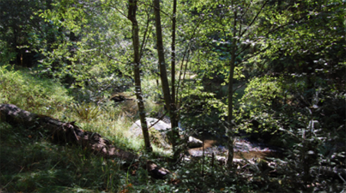 A woodland stream.