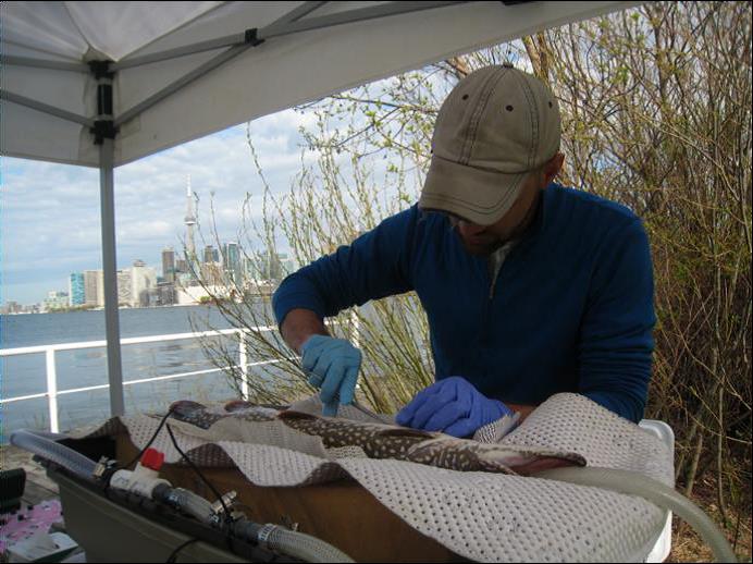 A researcher implants an acoustic transmitter in a fish from the Toronto Harbour.