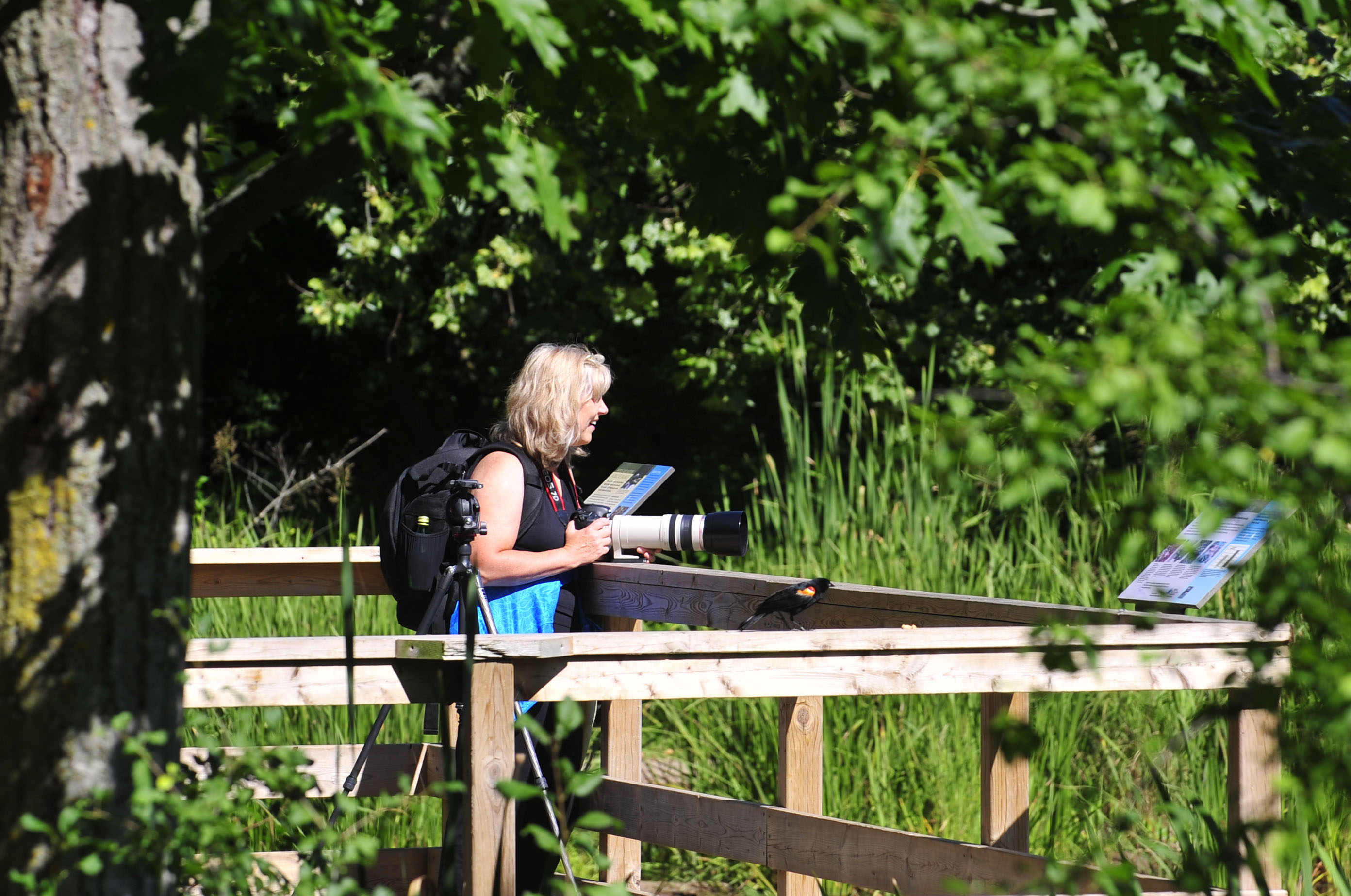 A woman takes photographs in Cootes Paradise marsh. 