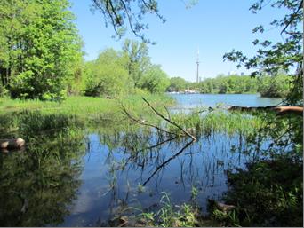 A new one-hectare wetland constructed on the Toronto Islands.