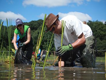 Volunteers planting native cattails.