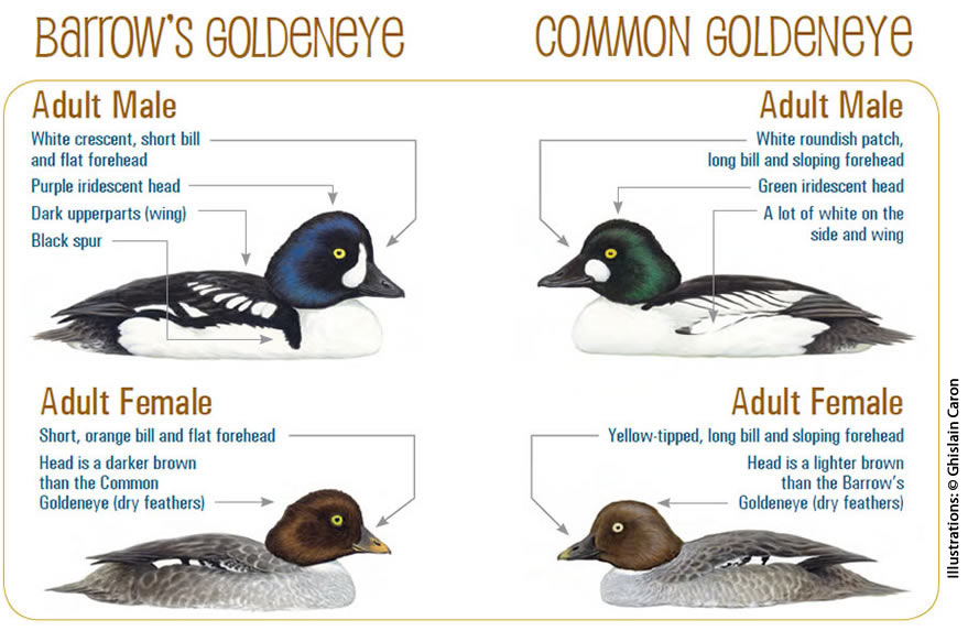 Image of Barrow's Goldeneye and Common Goldeneye