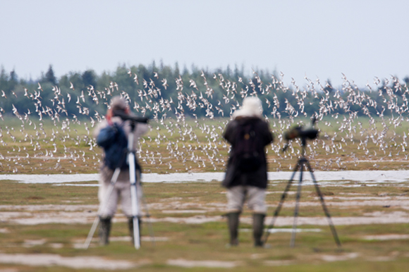 Photo of Volunteers observing migrating shorebirds