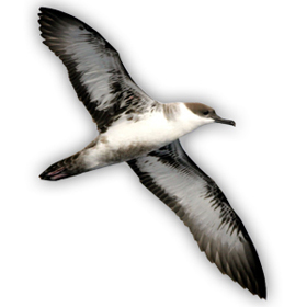 Photo of Great Shearwater by Cotinis