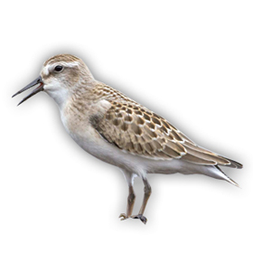 Photo of Semipalmated Sandpiper by Mark Peck