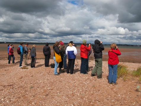 Photo de volontaires d'observation des oiseaux de rivage migrateurs
