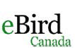 eBird logo