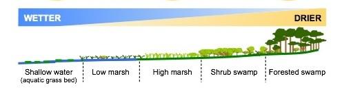 Hydrosere showing different types of wetlands from water to dry land such as aquatic grass bed, low marsh, high marsh, shrub swamp and forested swamp 