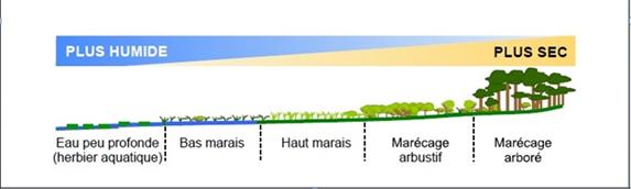 Hydrosère montrant les types de milieux humides allant du plus humide au plus sec tels que l'herbier aquatique, le bas marais, le haut marais, le marécage arbustif et le marécage arboré