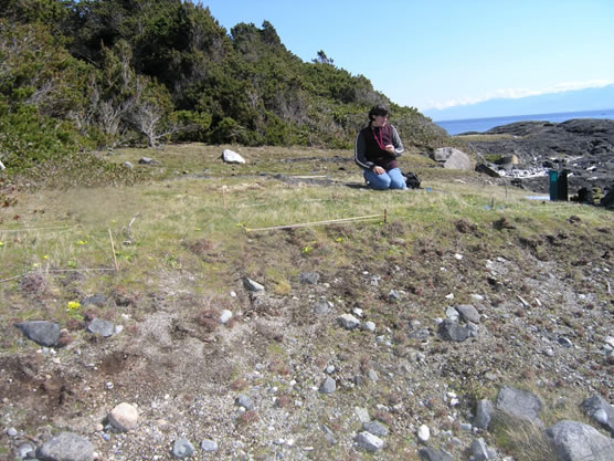 Bear’s-foot Sanicle habitat