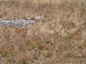 Coastal Scouler’s Catchfly habitat