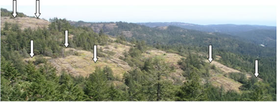 Prarie Lupin habitat