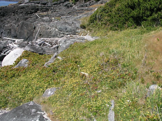 L’habitat du lotier splendide