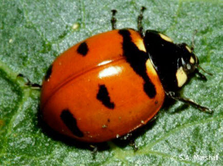 Photo of the Transverse Lady Beetle (dorsal view). (see long description below)