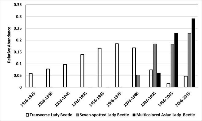 Chart illustrating changes in the abundance of the native Transverse Lady Beetle (see long description below)