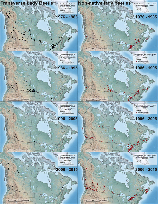 Four pairs of map panels illustrating the Canadian distribution of the Transverse Lady Beetle (see long description below)