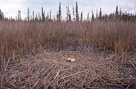 Figure 2. Nid typique de Grue blanche.