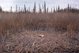 Figure 2:&nbsp; Typical Whooping Crane nest