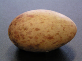 Figure 3: Typical Whooping Crane egg