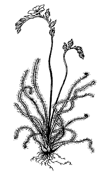 Thread-leaved Sundew