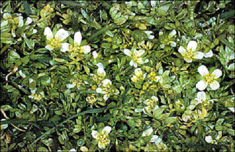 limnanthe de Macoun (Limnanthes macounii)