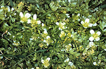 Macoun’s Meadowfoam (Limnanthes macounii)