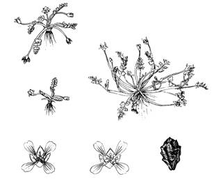Figure 1.&nbsp; Macoun’s meadowfoam; habit, flowers and nutlet (illustration by O. Ceska).