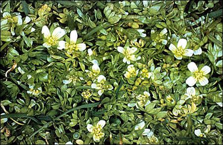 Figure 2.&nbsp; Dense population of Macoun’s meadowfoam inVictoria.