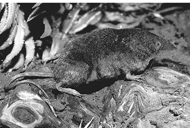 Pacific Water Shrew (Sorex bendirii)