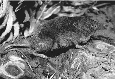 Figure 1.  Pacific water shrew (Sorex bendirii).  Photo by Ronn Altig.