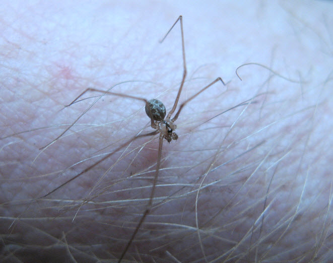 Bug Pictures: Daddy Long Legs (Pholcus phalangioides) by kennedyh