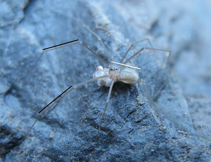 Female with pale abdomen and carrying an egg sac