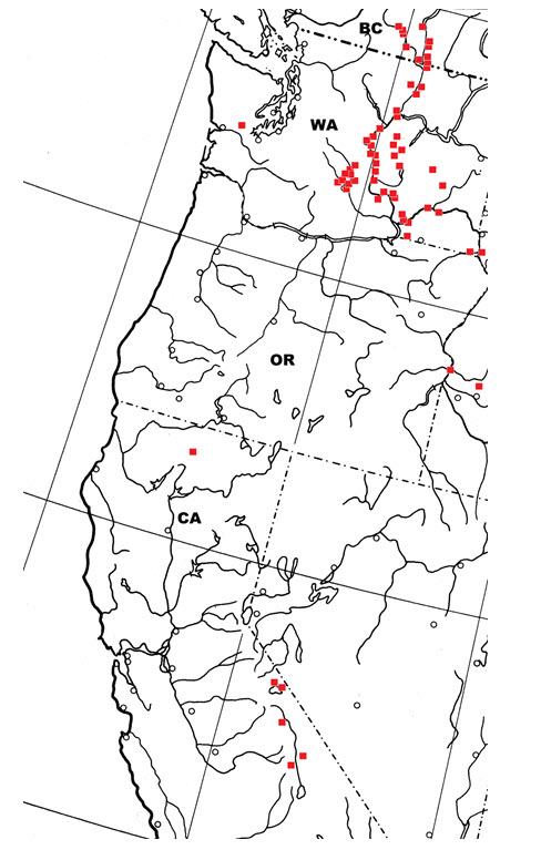 Global range of Psilochorus hesperus