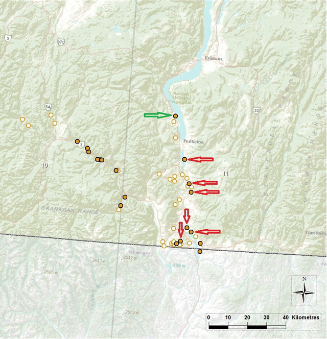 Canadian range of Psilochorus hesperus