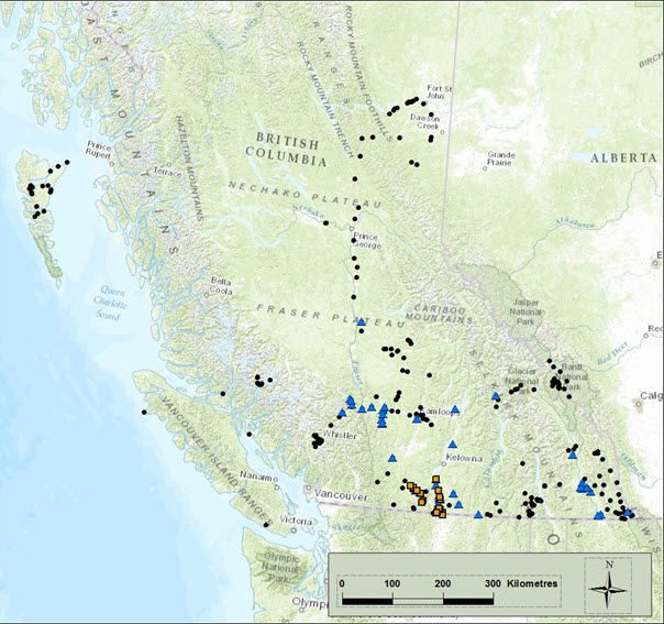 Map of British Columbia showing all Psilochorus hesperus records