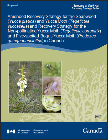 Amended Recovery Strategy and Recovery Strategy