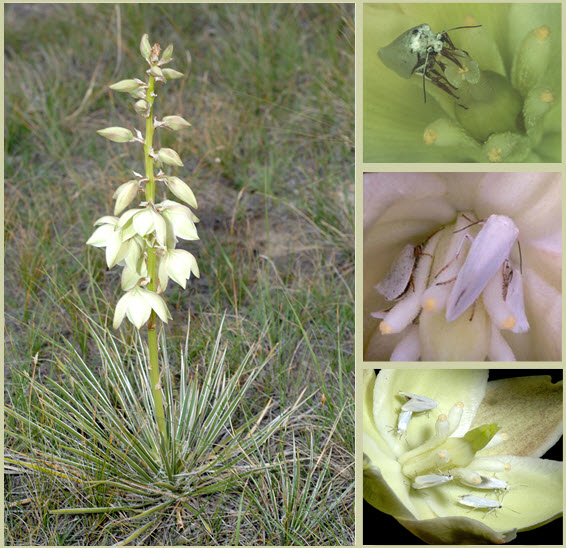 Photo of Soapweed,Yucca Moth,             Non-pollinating Yucca Moth,             Five-spotted Bogus Yucca Moth